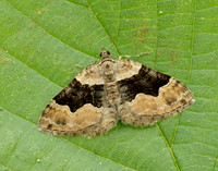 70.055 BF1726 Large Twin-spot Carpet
