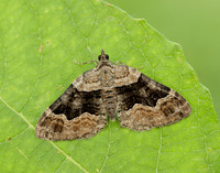 70.055 BF1726 Large Twin-spot Carpet