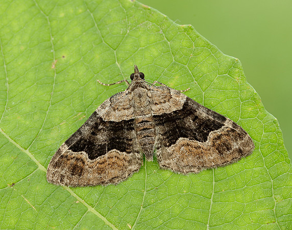 70.055 BF1726 Large Twin-spot Carpet