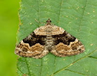 70.055 BF1726 Large Twin-spot Carpet