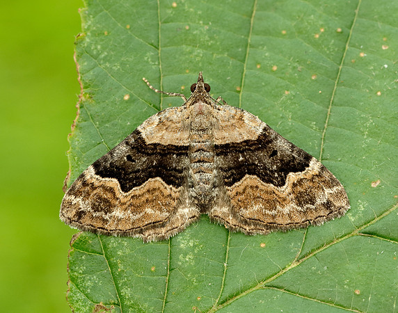 70.055 BF1726 Large Twin-spot Carpet