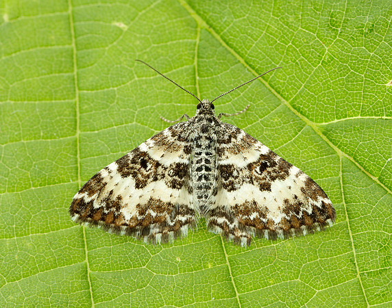 70.060 BF1737 Small Argent & Sable Epirrhoe tristata