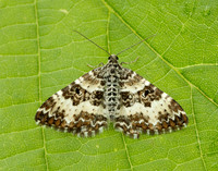 70.060 BF1737 Small Argent & Sable Epirrhoe tristata