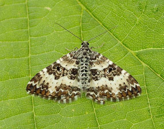 70.060 BF1737 Small Argent & Sable Epirrhoe tristata