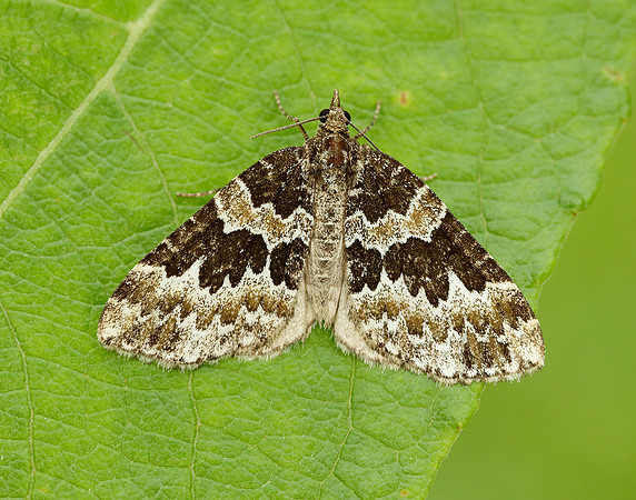70.086 BF1773 Broken-barred Carpet Electrophaes corylata