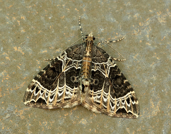 70.094 BF1759 Small Phoenix Ecliptopera silaceata