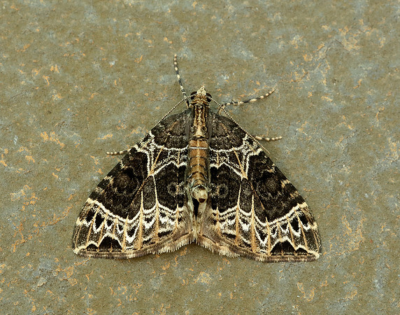 70.094 BF1759 Small Phoenix Ecliptopera silaceata