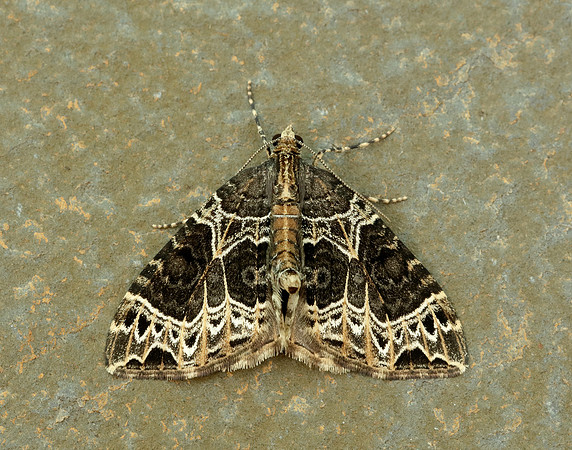 70.094 BF1759 Small Phoenix Ecliptopera silaceata