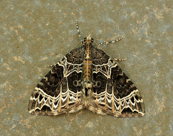 70.094 BF1759 Small Phoenix Ecliptopera silaceata