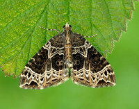 70.094 BF1759 Small Phoenix Ecliptopera silaceata
