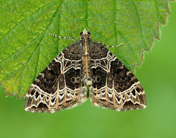 70.094 BF1759 Small Phoenix Ecliptopera silaceata