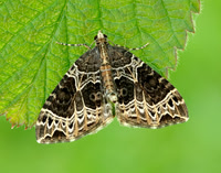 70.094 BF1759 Small Phoenix Ecliptopera silaceata