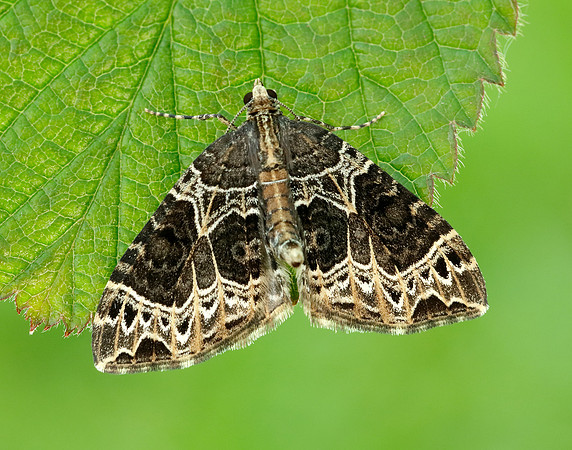 70.094 BF1759 Small Phoenix Ecliptopera silaceata