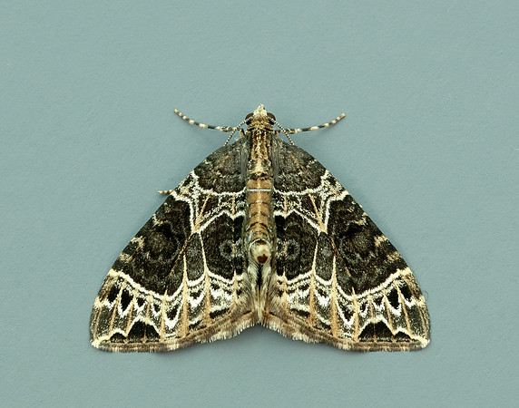 70.094 BF1759 Small Phoenix Ecliptopera silaceata