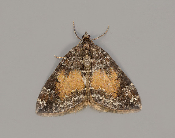 70.097 BF1764 Common Marbled Carpet Dysstroma truncata