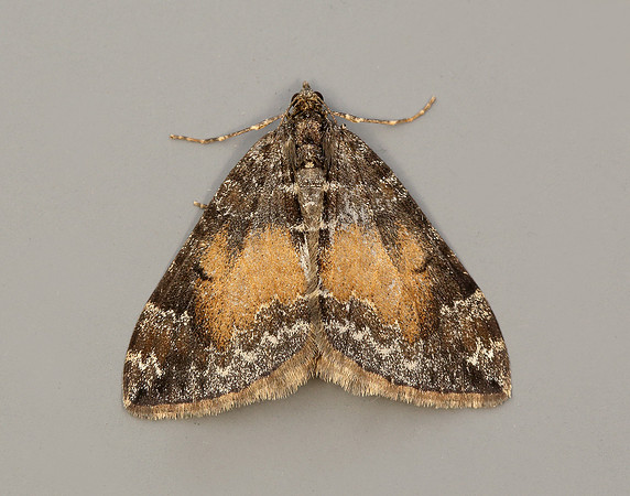 70.097 BF1764 Common Marbled Carpet Dysstroma truncata
