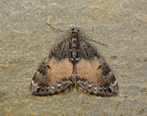 70.097 BF1764 Common Marbled Carpet Dysstroma truncata