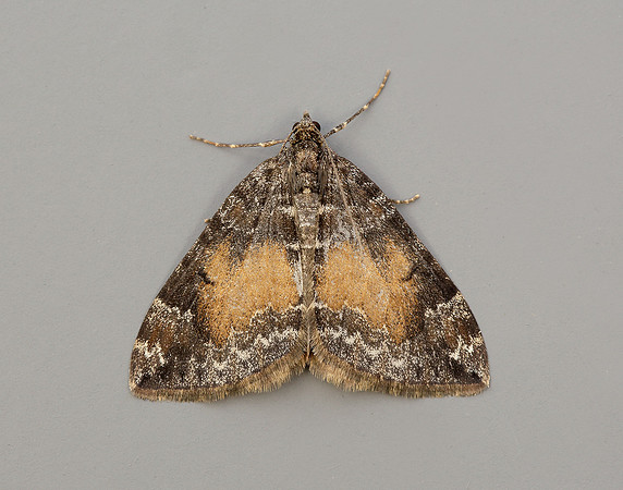 70.097 BF1764 Common Marbled Carpet Dysstroma truncata