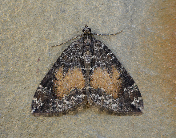 70.097 BF1764 Common Marbled Carpet Dysstroma truncata