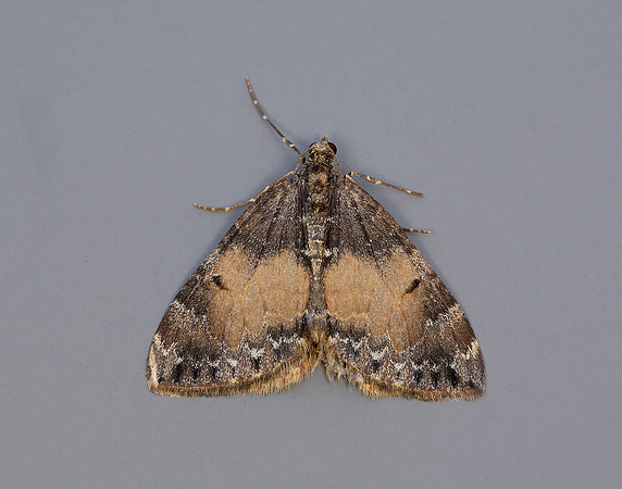 70.097 BF1764 Common Marbled Carpet Dysstroma truncata