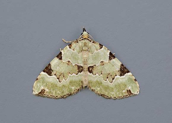 70.100 BF1776 Green Carpet Colostygia pectinataria