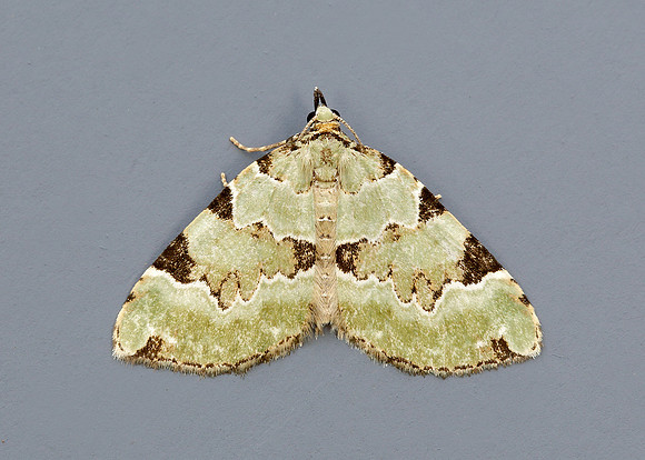 70.100 BF1776 Green Carpet Colostygia pectinataria