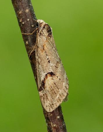 70.196 BF1865 Broom-tip Chesias rufata