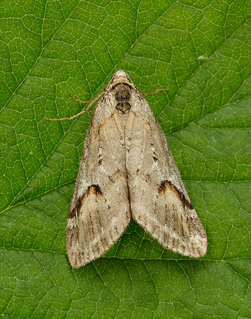 70.196 BF1865 Broom-tip Chesias rufata