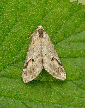 70.196 BF1865 Broom-tip Chesias rufata