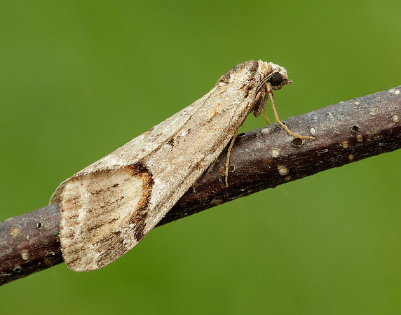 70.196 BF1865 Broom-tip Chesias rufata