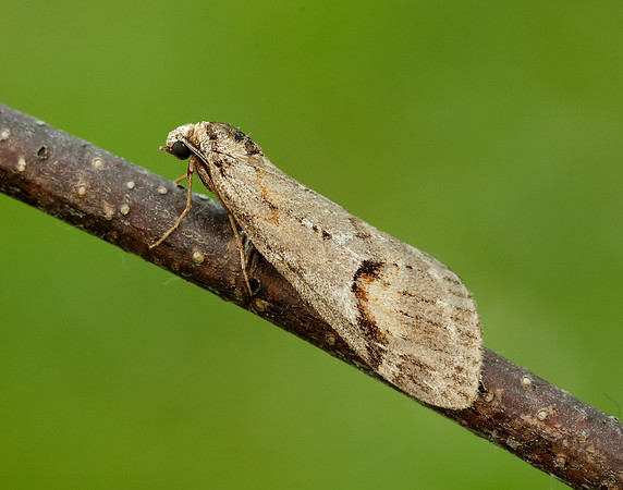 70.196 BF1865 Broom-tip Chesias rufata