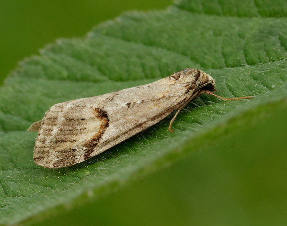 70.196 BF1865 Broom-tip Chesias rufata