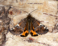 70.203 BF1661 Orange Underwing Archiearis parthenias