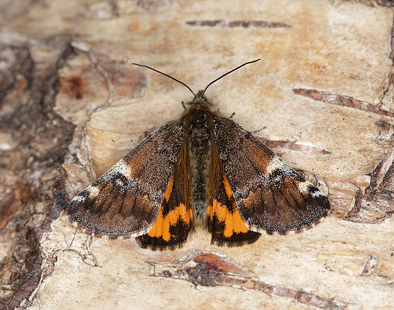 70.203 BF1661 Orange Underwing Archiearis parthenias