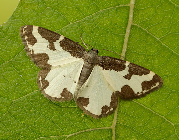 70.207 BF1887 Clouded Border Lomaspilis marginata