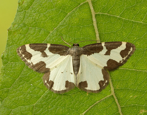 70.207 BF1887 Clouded Border Lomaspilis marginata