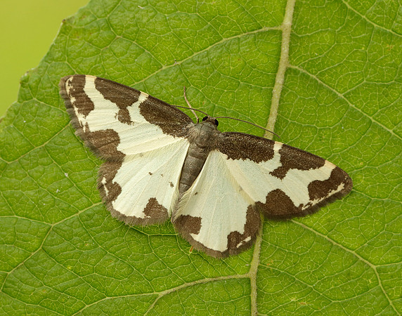 70.207 BF1887 Clouded Border Lomaspilis marginata