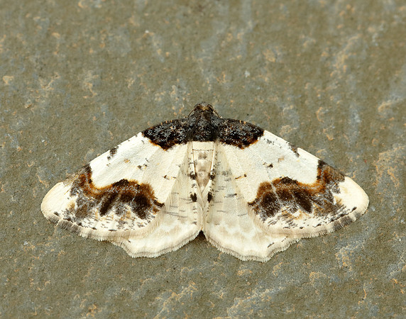 70.208 BF1888 Scorched Carpet Ligdia adustata