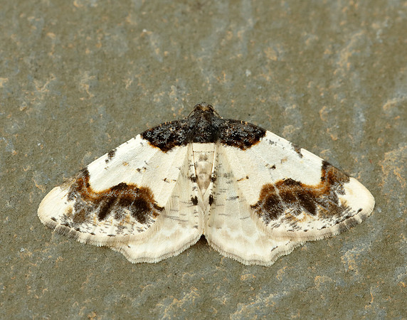 70.208 BF1888 Scorched Carpet Ligdia adustata