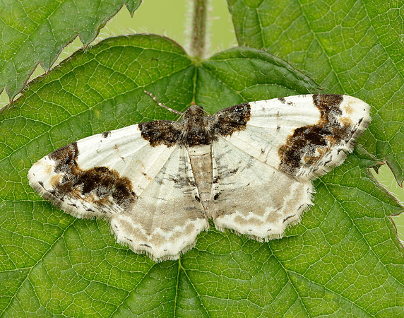 70.208 BF1888 Scorched Carpet Ligdia adustata