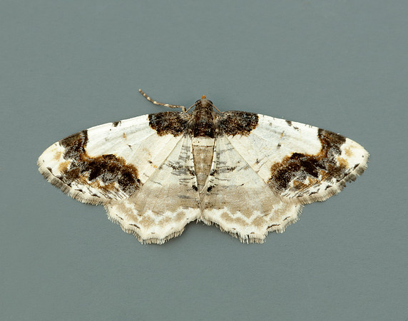 70.208 BF1888 Scorched Carpet Ligdia adustata
