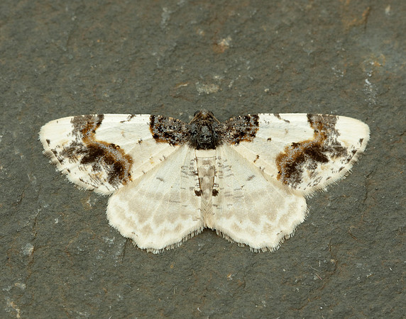 70.208 BF1888 Scorched Carpet Ligdia adustata