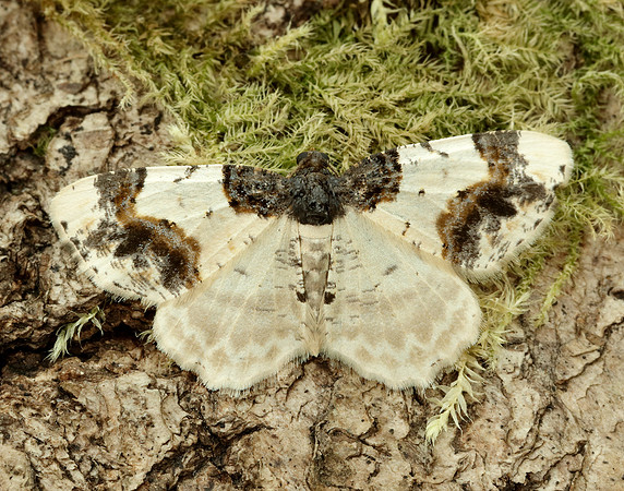 70.208 BF1888 Scorched Carpet Ligdia adustata