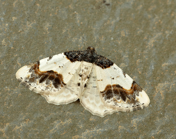 70.208 BF1888 Scorched Carpet Ligdia adustata
