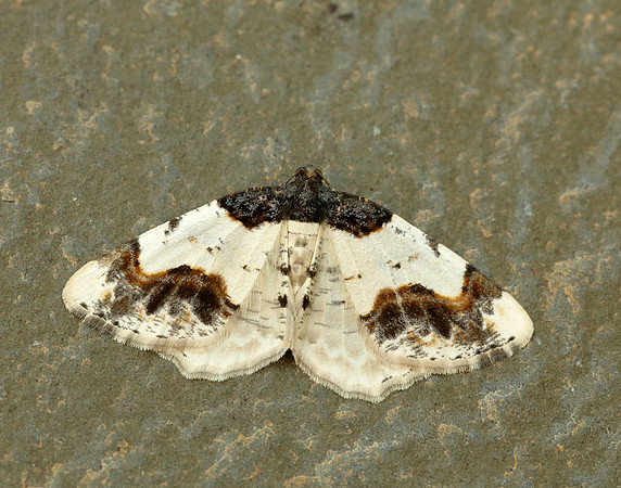 70.208 BF1888 Scorched Carpet Ligdia adustata