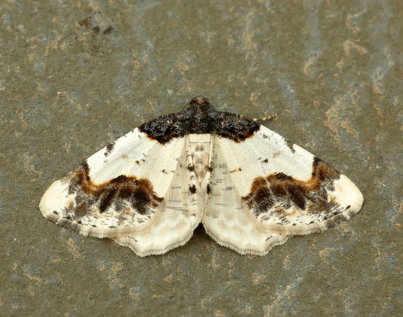 70.208 BF1888 Scorched Carpet Ligdia adustata