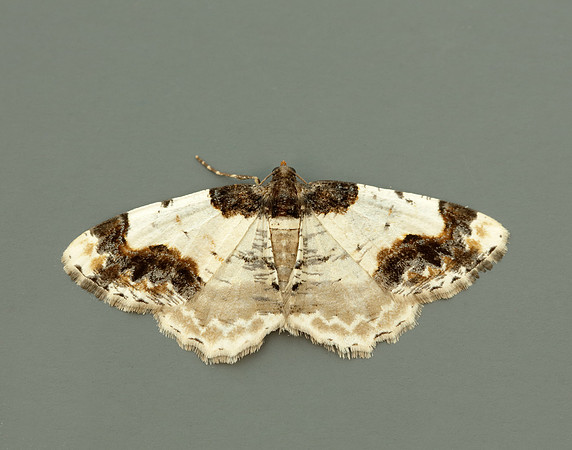 70.208 BF1888 Scorched Carpet Ligdia adustata