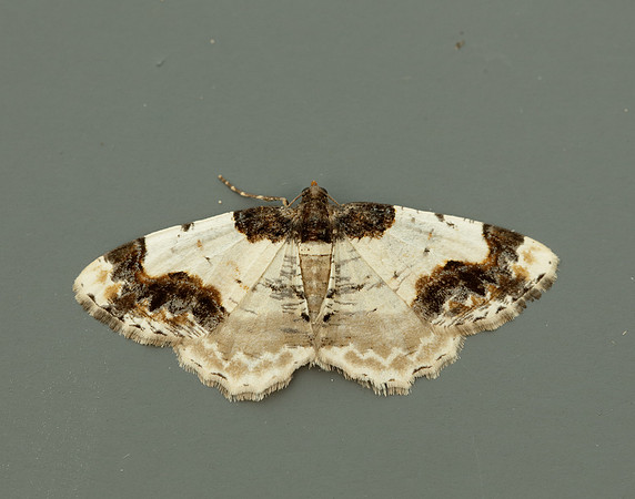 70.208 BF1888 Scorched Carpet Ligdia adustata