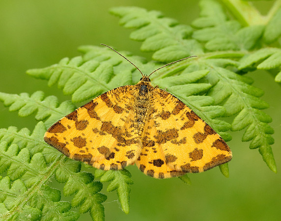 70.229 BF1909 Speckled Yellow Pseudopanthera macularia