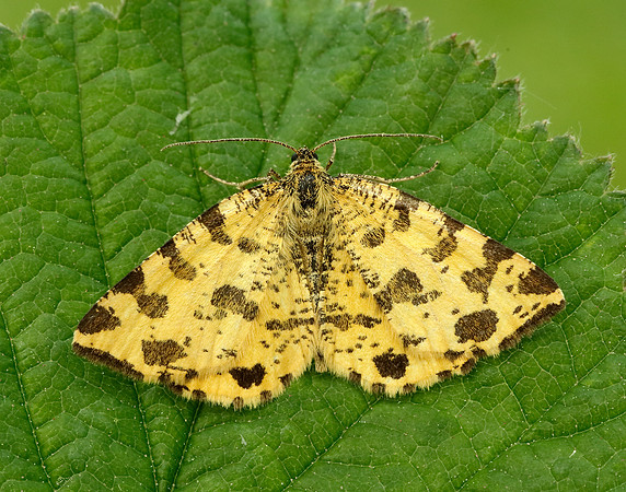 70.229 BF1909 Speckled Yellow Pseudopanthera macularia